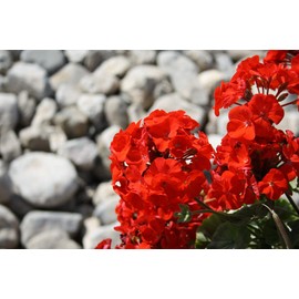 ArOmis Geranium Essential Oil - USDA Certified Organic - 100% Pure Therapeutic Grade - 30ml (1 Fl Oz), Undiluted, Premium, Oils Perfect for Aromatherapy Diffuser