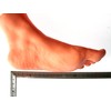 Foot Model Female Left Foot 8.3 inches (21 cm) Life