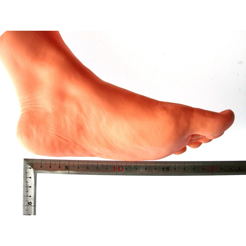 Foot Model Female Left Foot 8.3 inches (21 cm) Life