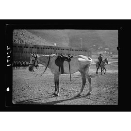 HistoricalFindings Photo: Royal Scots Greys,Nablus,West Bank,Middle East,Cavalry,Officer,July 1941,7