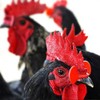 30 Pcs Upgrade Embolus free Chicken Eyes Glasses Plastic Poultry