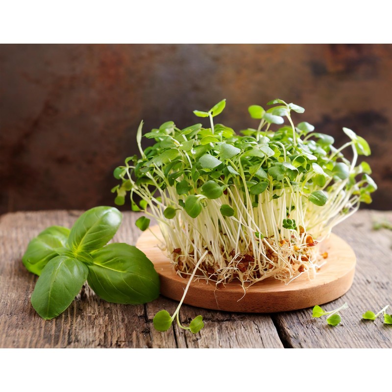 Kids' Garden Activity Set with Seeds - UK Made Kit