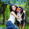 Large Dog Sunglasses Dog Goggles Pet Glasses Pet Eyewear with