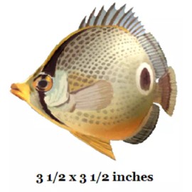 Foureye Butterfly Wall Decal Four Eyed Tropical Fish Vinyl Sticker Peel Stick