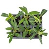 6 White Oleander Shrubs | Live Plants in 2.5-inch Nursery