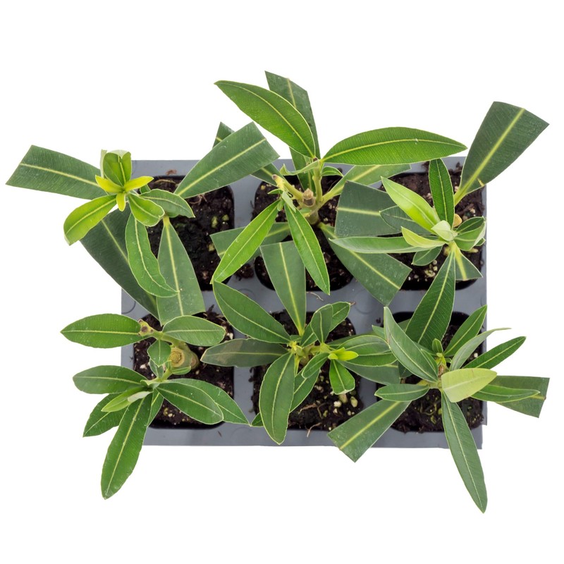 6 White Oleander Shrubs | Live Plants in 2.5-inch Nursery