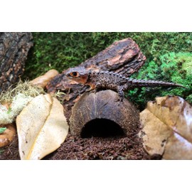 Galápagos (05380) Coconut Hut for Reptile Tanks & Aquariums, Perfect Hermit Crab, Betta Fish, and Gecko Hideout, 4 in, Natural