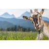 DV DESIGN Cheeky Billy Goat Black Ballpoint Pen - Funny