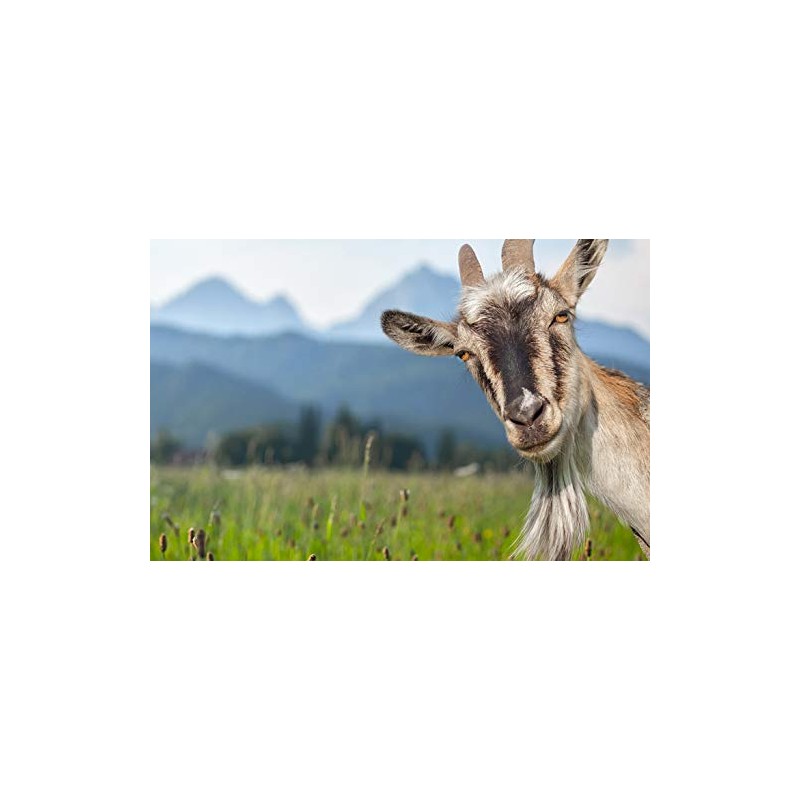 DV DESIGN Cheeky Billy Goat Black Ballpoint Pen - Funny