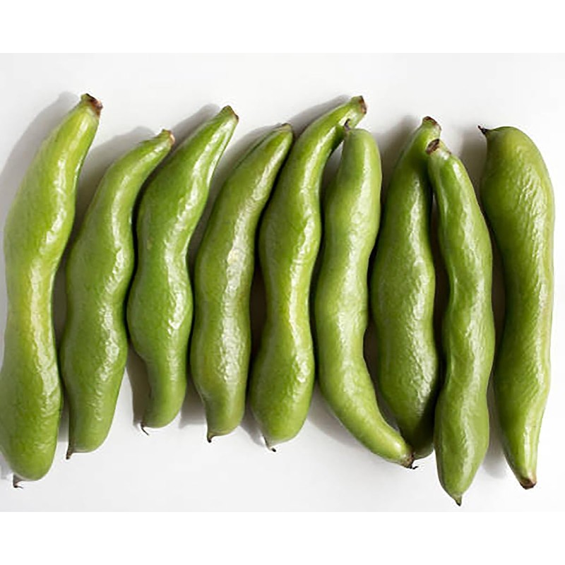 Edamame Midori Giant Bean Seeds - Delicious Large Edamame that