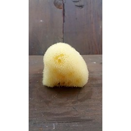 Premium Sea Sponges for Face + Body (Body (medium wool))