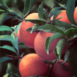 Naissance Cold Pressed Organic Mandarin (Citrus Nobilis) Essential Oil (No. 154) - 10ml - Pure, Natural & Undiluted - for Aromatherapy, Massage Blend, Humidifiers & Diffusers