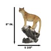 Mountain Lion Cougar Standing On Edge of Snow Capped Rock