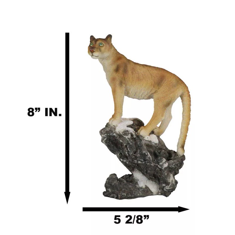 Mountain Lion Cougar Standing On Edge of Snow Capped Rock