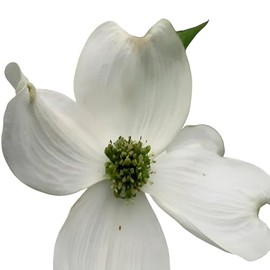 Cherokee Princess White Dogwood Tree – Early Blooming Ornamental Shade Tree with Showy White Flowers and Red Fall Foliage – Hardy Live Landscape Plant (1 Gallon/Single)