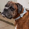 Pet Brands Cath Kidston Dog Bow Tie Collar, Leather Dog