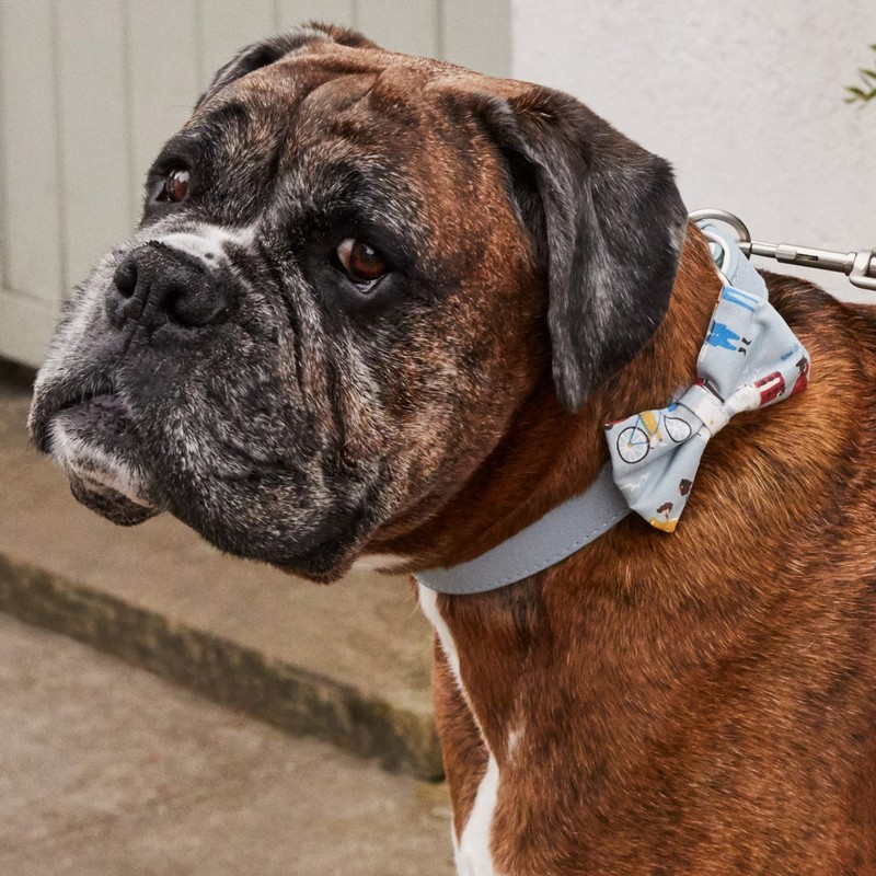 Pet Brands Cath Kidston Dog Bow Tie Collar, Leather Dog