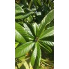 Japanese Plum Tree 2 Rooted Plants 4-8Japanese Plum Tree Organic
