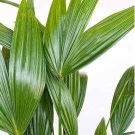 United Nursery Fan Palm – Elegant Tropical Palm in 10-Inch White Décor Pot – 26-32 Inches Tall – Low-Maintenance Air-Purifying Indoor Houseplant for Home and Office Decor