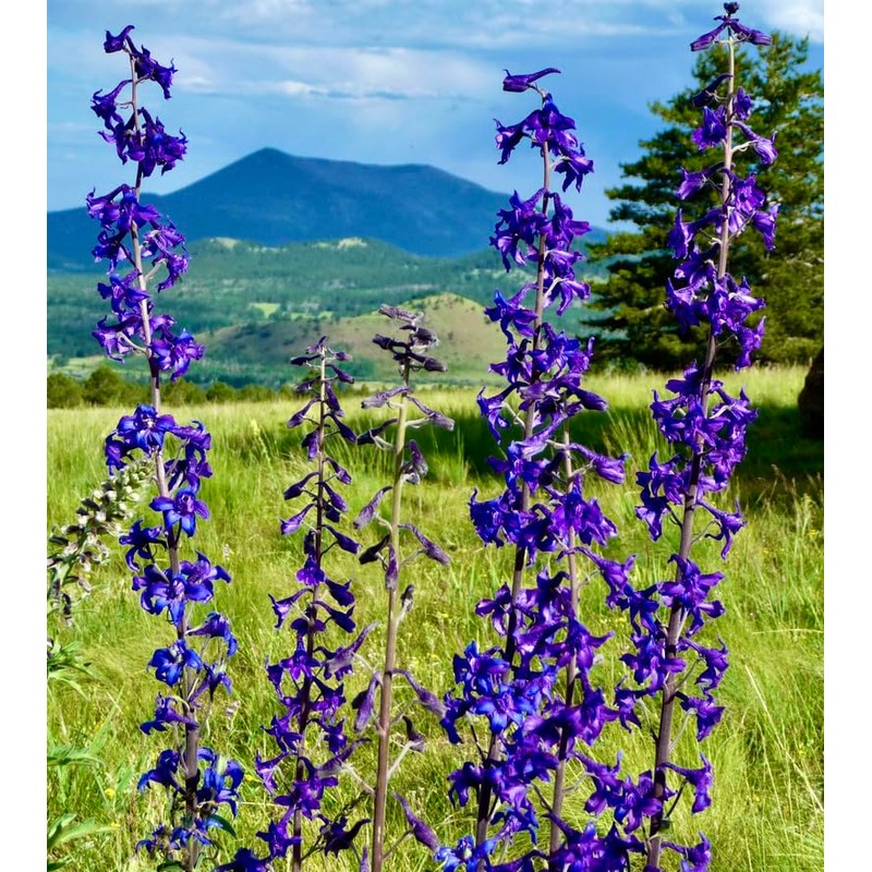Rocky Mountain Penstemmon Seeds - Attracts Bees and Other Pollinators