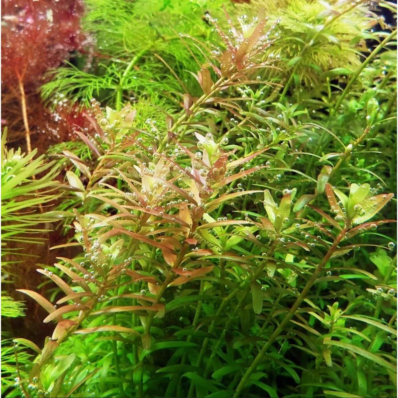 20 STEMS Rotala Rotundifolia Tropical Freshwater Aquarium Live Plant