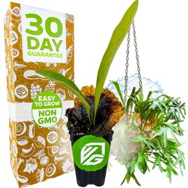 Wellspring Gardens Staghorn Fern Netherlands Live Starter Plant - Playtcerium bifurcatum - Easy Houseplant for Indoors and Outdoors - Tropical Ferns in Pots or Mounted - Great for Gardens & Planters