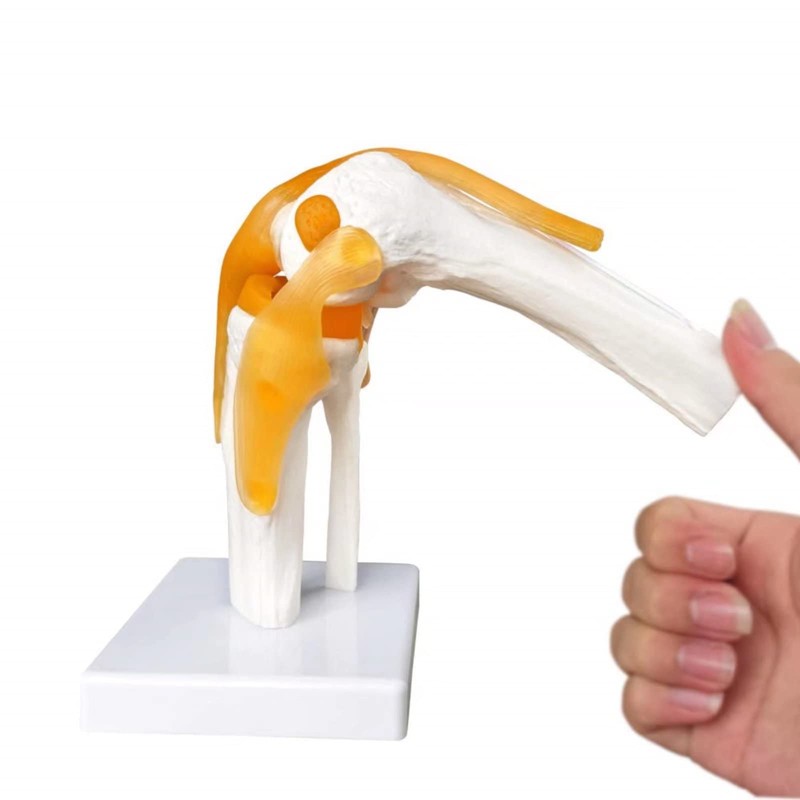 EVOTECH SCIENTIFIC Human Functional Knee Joint Model with Ligament Life