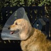 Beeztees Plastic Dog Cap 22-25 7, 5 cm