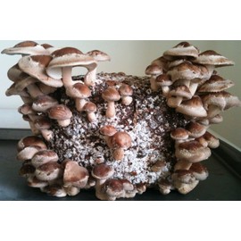 RAISE ME UP: Shiitake Mushrooms Spores Non GMO Heirloom 100 Seeds