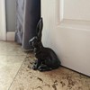 Treasure Gurus Cast Iron Rabbit Door Stop Stopper Metal Outdoor
