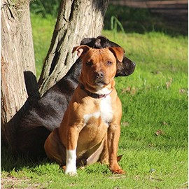 Staffie/Staffordshire Bull Terrier Dog Greeting Card - Square