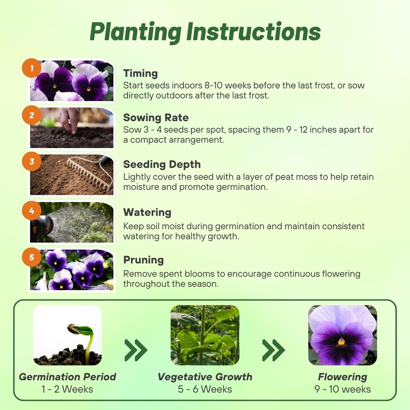 Outsidepride Purple & White Bicolor Beaconsfield Viola Pansy Seeds for