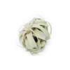 Large Xerographica Air Plants 5 to 7 Inch Wide -
