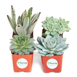 Shop Succulents | Azul Verde Collection | Assortment of Hand Selected, Fully Rooted Live Indoor Blue/Green Succulent Plants, 4-Pack