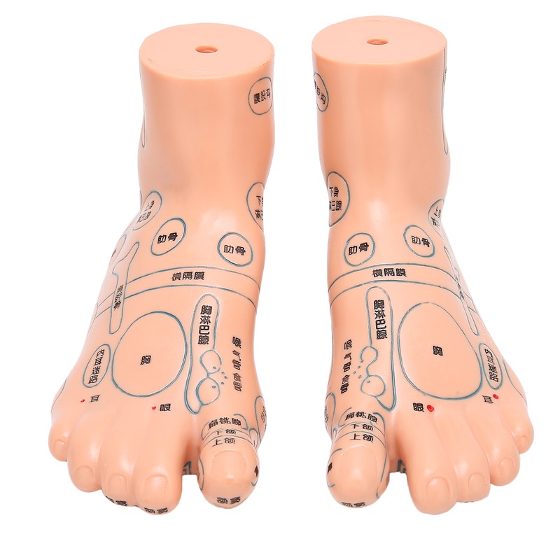 2pcs 19cm / 7.5in Feet Acupoint Model Acupuncture Teaching Aids