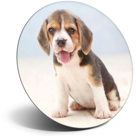 Destination Vinyl ltd Magnet for Refrigerator, Fridge - Cute Beagle Puppy Dog Animal for Office, Cabinet and Whiteboard, Magnetic Stickers, 21194