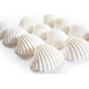 12 Beautiful Small White Ark Shells (1.25-1.5") Beach Wedding Decor