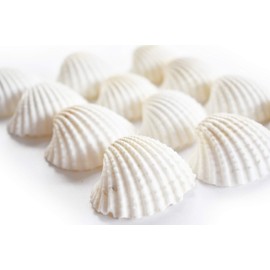 12 Beautiful Small White Ark Shells (1.25-1.5") Beach Wedding Decor Arts Crafts
