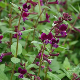 Cuphea 'Purple Passion' Seeds Perennial Annual Attract Hummingbirds & Butterflies Garden Beds Borders Outdoor 250Pcs Flower Seeds by YEGAOL Garden