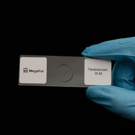 Paramecium Microscope Slides, Pack of 5 Prepared Slides for Teacher Science Class