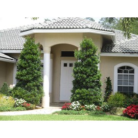 Japanese Blueberry | 20 Live Trees | Elaeocarpus Decipiens | Evergreen Privacy Screening Plant