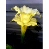Seeds Bee Blooming Custom Devil Trumpet Mix -Trumpet Bush Seeds