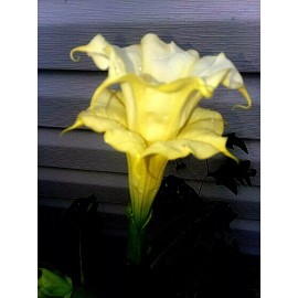 Seeds Bee Blooming Custom Devil Trumpet Mix -Trumpet Bush Seeds -Datura MANY COLORS