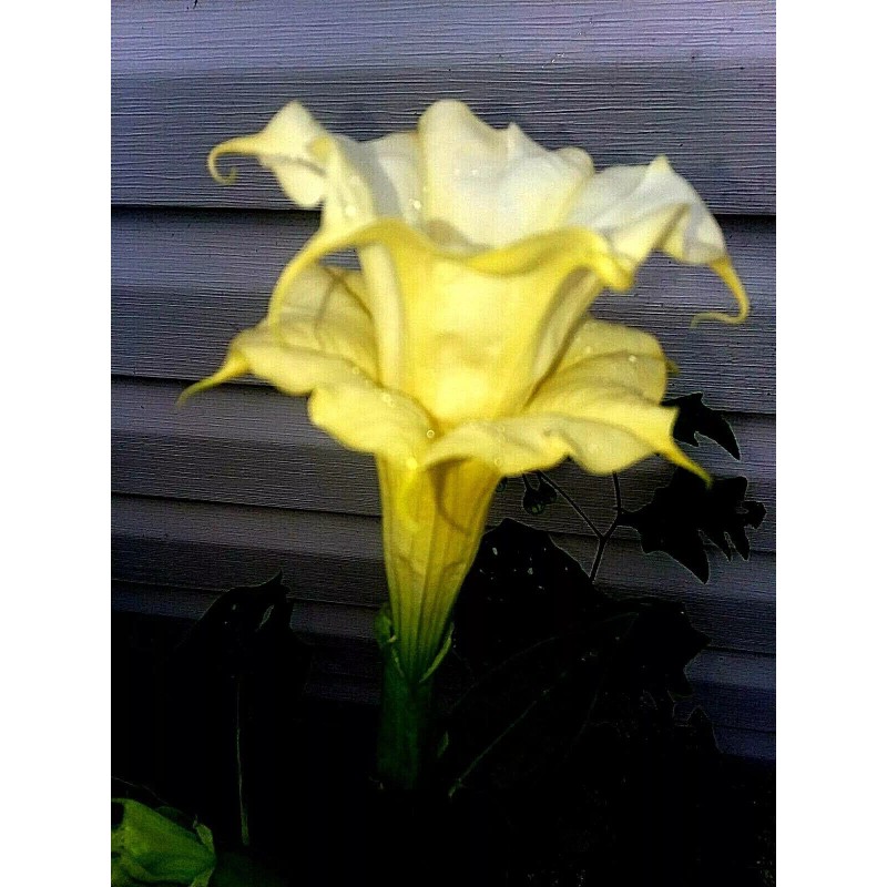 Seeds Bee Blooming Custom Devil Trumpet Mix -Trumpet Bush Seeds