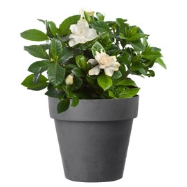 American Plant Exchange Gardenia Bush ‘Mini Veitchii’ – Live 4-Inch Indoor Flowering Plant with Stylish Pot Cover, Fragrant Houseplant for Home or Office, for Mother's Day & Year-Round Décor