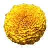 Park Seed Vibrant Inca II Yellow Hybrid Marigold Flower Seeds,