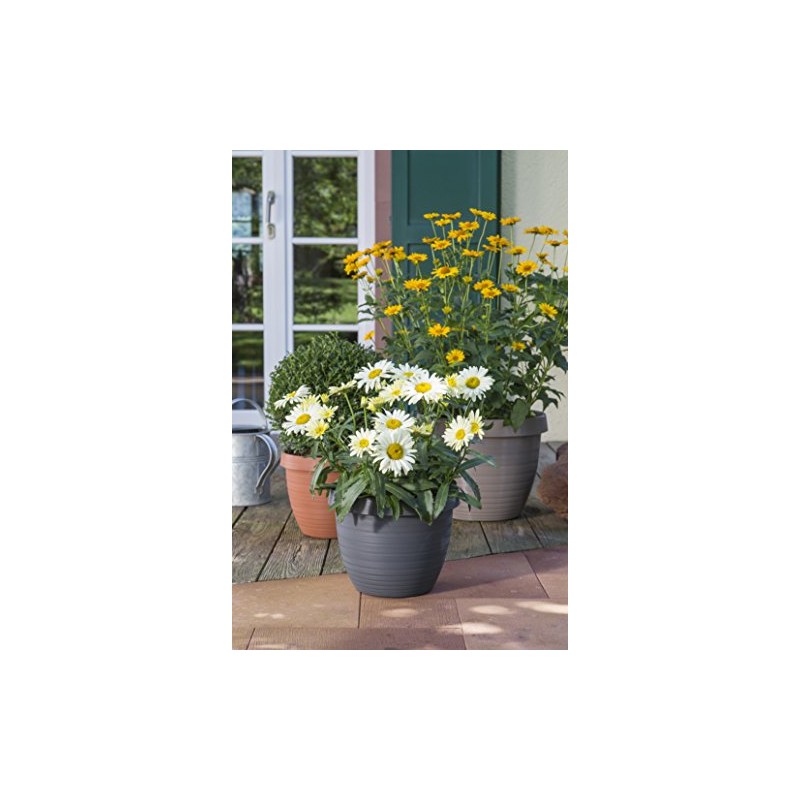 Scheurich Country Star Planter