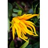 Tree Buddhas Hand (Fingered Citron) Tree - 12-15" Tall -