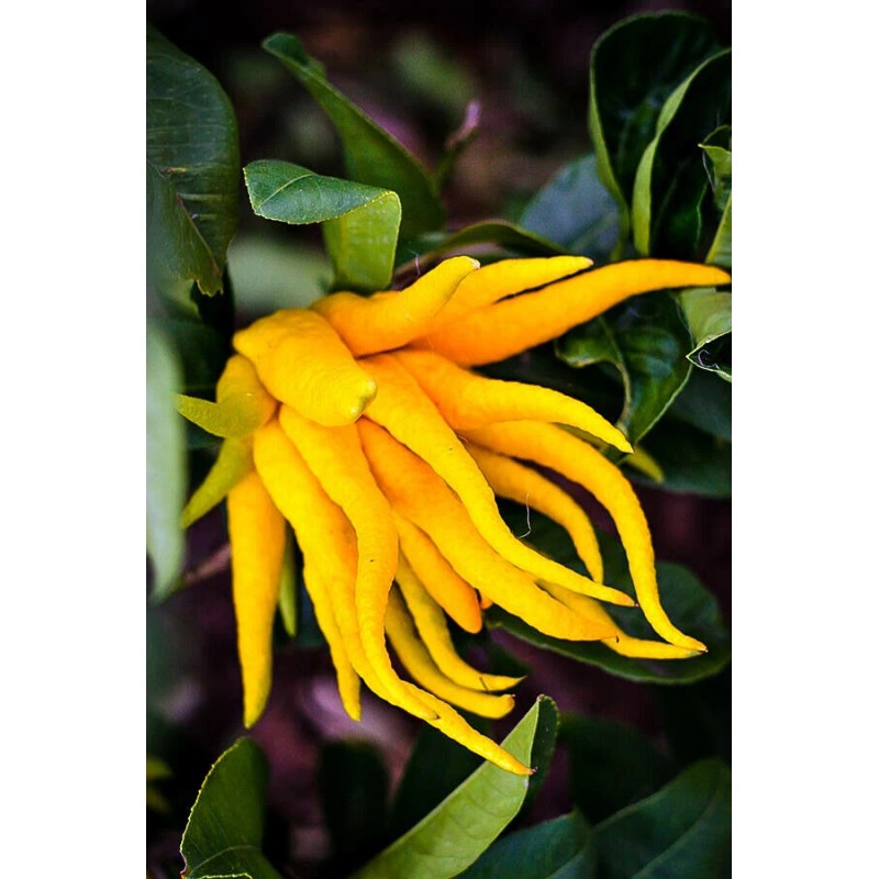 Tree Buddhas Hand (Fingered Citron) Tree - 12-15" Tall -