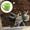 6 Pcs Tarantula Micro Water Bowl Spider Resin Feeding Bowl